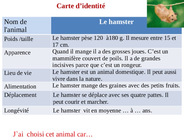 Carte d’identité Nom de l'animal Poids /taille Le hamster Le hamster pèse 120 à180 g. Il mesure entre 15 et 17 cm. Apparence Quand il mange il a des grosses joues. C’est un mammifère couvert de poils. Il a de grandes incisives parce que c’est un rongeur. Lieu de vie Alimentation Le hamster est un animal domestique. Il peut aussi vivre dans la nature. Déplacement Le hamster mange des graines avec des petits fruits. Le hamster se déplace avec ses quatre pattes. Il peut courir et marcher. Longévité Le hamster vit en moyenne … à … ans. J`ai choisi cet animal car… 
