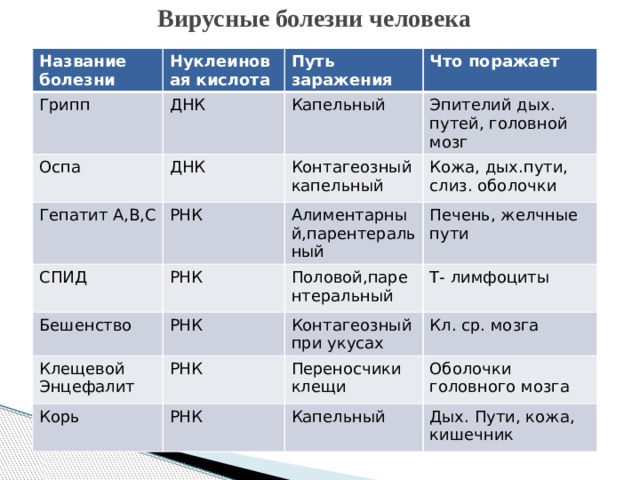 Вирусные болезни человека Название болезни Нуклеиновая кислота Грипп Путь заражения Оспа ДНК Что поражает Гепатит А,В,С ДНК Капельный Эпителий дых. путей, головной мозг Контагеозный капельный РНК СПИД Бешенство Алиментарный,парентеральный РНК Кожа, дых.пути, Клещевой Энцефалит РНК Половой,парентеральный слиз. оболочки Печень, желчные пути Корь РНК Т- лимфоциты Контагеозный при укусах Кл. ср. мозга РНК Переносчики клещи Оболочки головного мозга Капельный Дых. Пути, кожа, кишечник 
