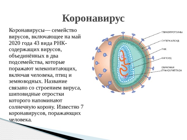 Коронавирус Коронавирусы— семейство вирусов, включающее на май 2020 года 43 вида РНК-содержащих вирусов, объединённых в два подсемейства, которые поражают млекопитающих, включая человека, птиц и земноводных. Название связано со строением вируса, шиповидные отростки которого напоминают солнечную корону. Известно 7 коронавирусов, поражающих человека. 