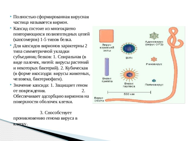 Полностью сформированная вирусная частица называется вирион. Капсид состоит из многократно повторяющихся полипептидных цепей (капсомеров) 1-5 типов белка. Для капсидов вирионов характерны 2 типа симметричной укладки субъединиц белков: 1. Спиральная (в виде палочек, нитей: вирусы растений и некоторых бактерий). 2. Кубическая (в форме икосаэдра: вирусы животных, человека, бактериофаги). Значение капсида: 1. Защищает геном от повреждения. 2. Обеспечивает адсорбцию вирионов на поверхности оболочек клетки. 3. Способствует проникновению генома вируса в клетку . 