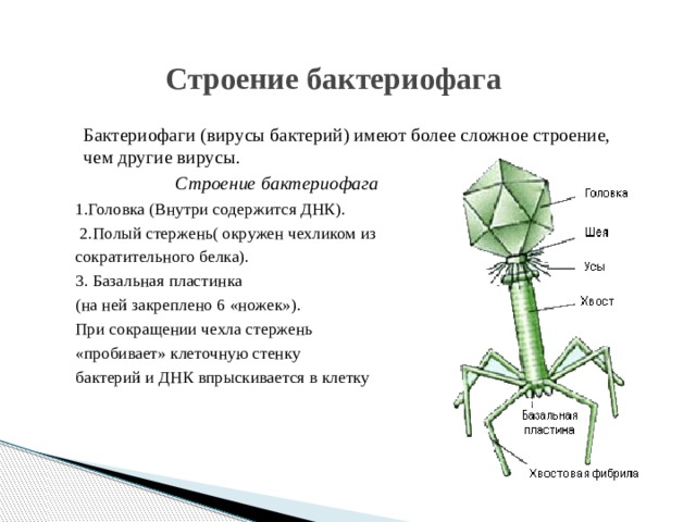 Бактериофаг строение. Базальная пластинка бактериофага. Бактериофаги имеют сложное строение. Бактериофаг вирус бактерий строение. Бактериофаг Тип питания.