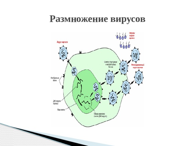 Размножение вирусов 