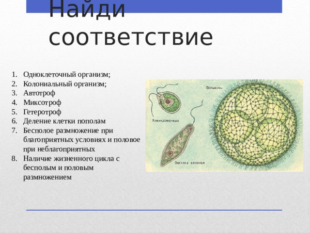 Организм 10 класс