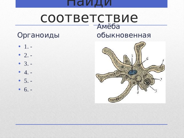 Укажите функцию органоида обозначенного на схеме строения амебы цифрой 4