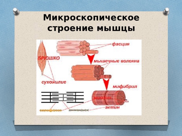 Микроскопическое строение мышцы 