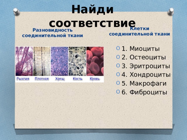 Найди соответствие Клетки соединительной ткани Разновидность соединительной ткани 1. Миоциты 2. Остеоциты 3. Эритроциты 4. Хондроциты 5. Макрофаги 6. Фиброциты 