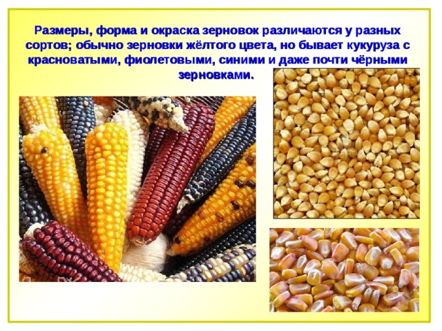 Размеры, форма и окраска зерновок различаются у разных сортов; обычно зерновки жёлтого цвета, но бывает кукуруза с красноватыми, фиолетовыми, синими и даже почти чёрными зерновками. 