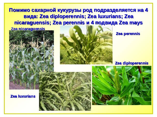 Помимо сахарной кукурузы род подразделяется на 4 вида: Zea diploperennis; Zea luxurians; Zea nicaraguensis; Zea perennis и 4 подвида Zea mays Zea nicaraguensis Zea perennis Zea diploperennis Zea luxurians 