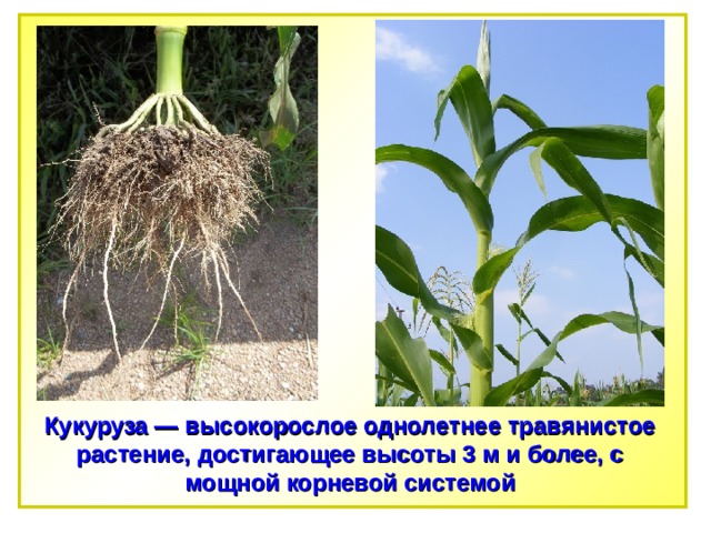 Кукуруза — высокорослое однолетнее травянистое растение, достигающее высоты 3 м и более, с мощной корневой системой 