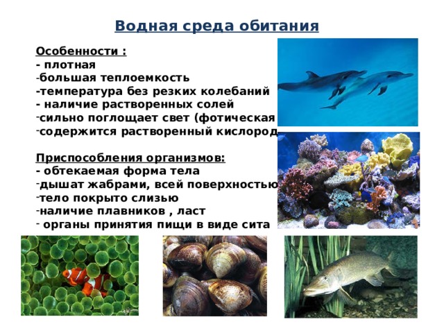 Особенности организмов в водной среде обитания