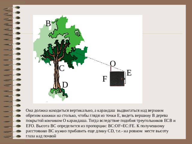 B O C E F D Она должна находиться вертикально, а карандаш выдвигаться над верхним обрезом книжки на столько, чтобы глядя из точки Е, видеть вершину В дерева покрытой кончиком О карандаша. Тогда вследствие подобия треугольников ЕСВ и Е F О. Высота ВС определится из пропорции: BC : OF=EC : FE . К полученному расстоянию ВС нужно прибавить еще длину CD , т.е.- на ровном месте высоту глаза над почвой 