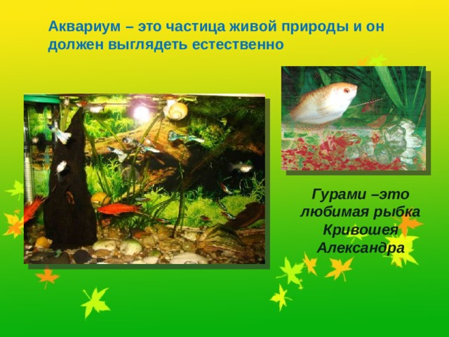 Аквариум – это частица живой природы и он должен выглядеть естественно Гурами –это любимая рыбка Кривошея Александра 