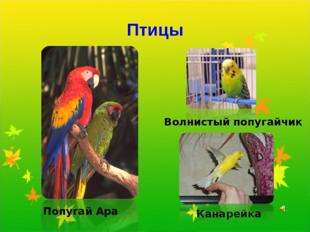 Птицы Волнистый попугайчик Попугай Ара Канарейка 