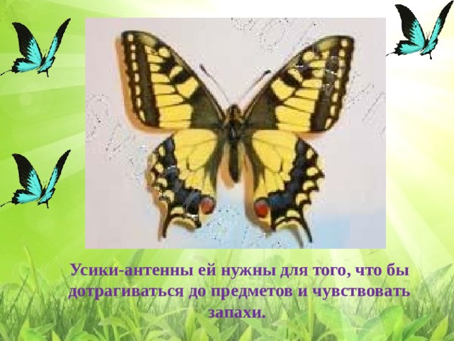 Усики-антенны ей нужны для того, что бы дотрагиваться до предметов и чувствовать запахи. 