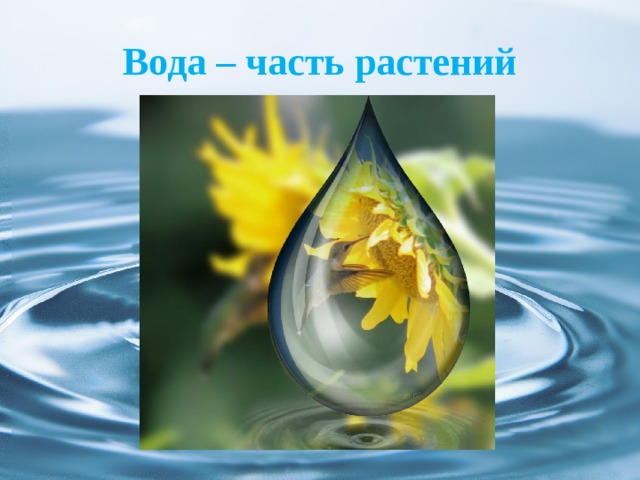 Вода – часть растений 