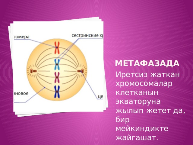 Метафазада Иретсиз жаткан хромосомалар клетканын экваторуна жылып жетет да, бир мейкиндикте жайгашат. 