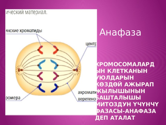 Анафаза Хромосомалардын клетканын уюлдарын көздөй ажырап жылышынын башталышы митоздун үчүнчү фазасы-анафаза деп аталат 