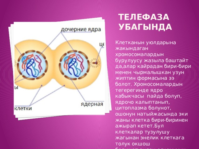 Телефаза убагында Клетканын уюлдарына жакындаган хромосомалардын бурулуусу жазыла баштайт да,алар кайрадан бири-бири менен чырмалышкан узун жиптин формасына ээ болот. Хромосомалардын тегерегинде ядро кабыкчасы пайда болуп, ядрочо калыптанып, цитоплазма болунот, ошонун натыйжасында эки жаны клетка бири-биринен ажырап кетет.Бул клеткалар тузулушу жагынан энелик клеткага толук окшош болушат,андан олчомунун кичине болгондугу менен гана айырмаланат 