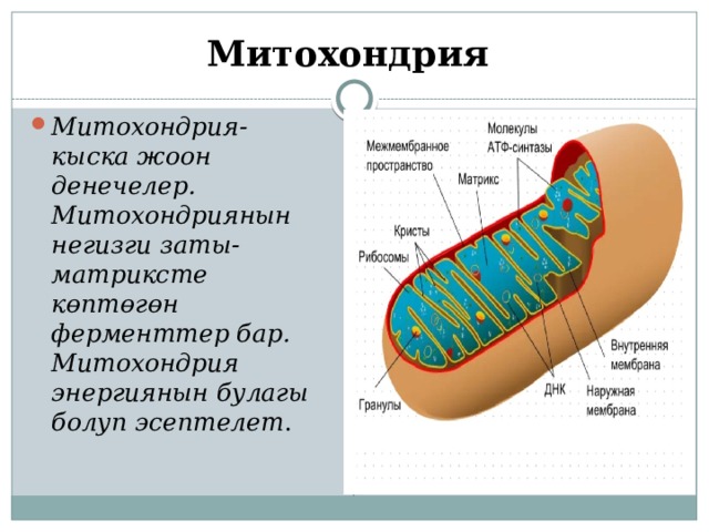 Митохондрия Митохондрия- кыска жоон денечелер. Митохондриянын негизги заты-матриксте көптөгөн ферменттер бар. Митохондрия энергиянын булагы болуп эсептелет . 