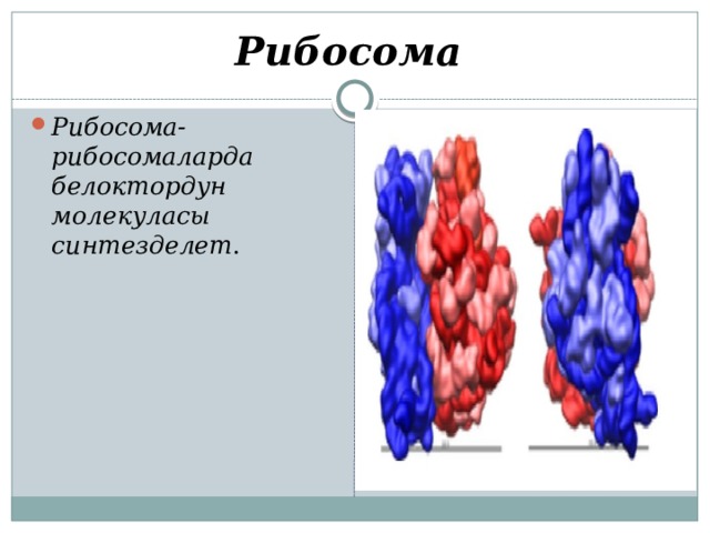 Рибосома Рибосома-рибосомаларда белоктордун молекуласы синтезделет . 