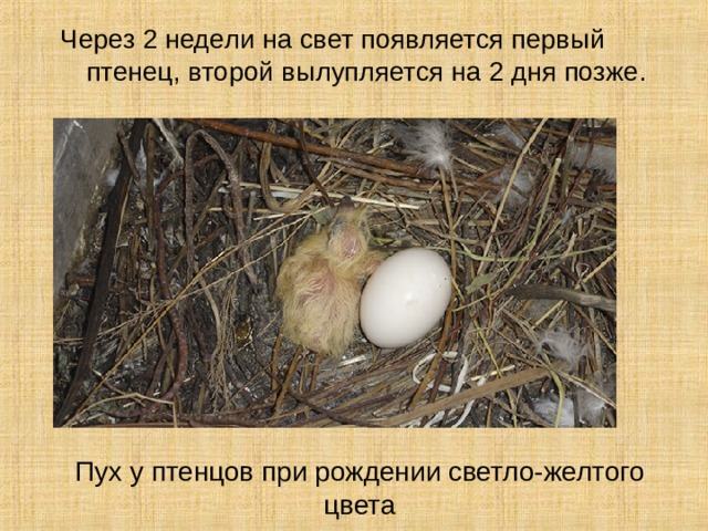 Через 2 недели на свет появляется первый птенец, второй вылупляется на 2 дня позже. Пух у птенцов при рождении светло-желтого цвета 