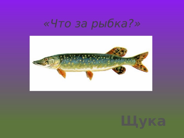 «Что за рыбка?» Щука