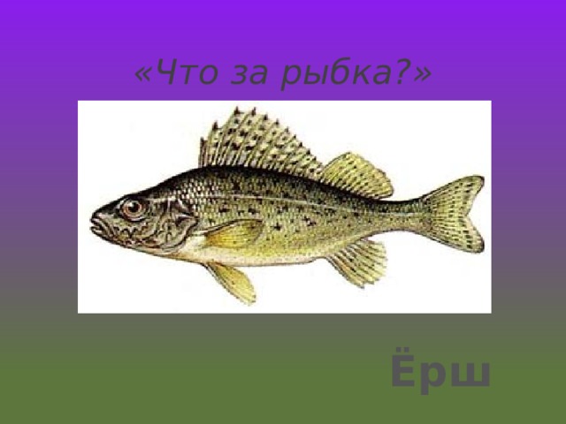 «Что за рыбка?» Ёрш