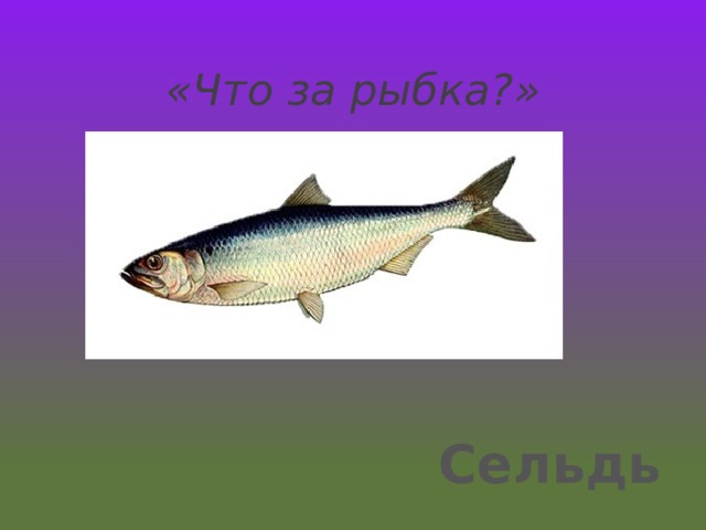 «Что за рыбка?» Сельдь