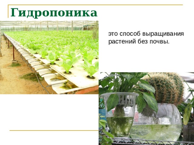 Гидропоника это способ выращивания растений без почвы. 