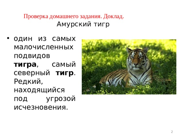 Проверка домашнего задания. Доклад. Амурский тигр один из самых малочисленных подвидов тигра , самый северный тигр . Редкий, находящийся под угрозой исчезновения.  