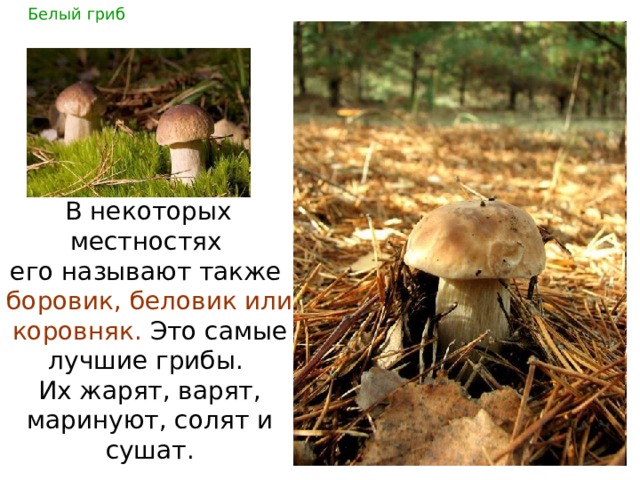 Белый  гриб  В некоторых местностях его называют также боровик, беловик или  коровняк. Это самые лучшие грибы. Их жарят, варят,  маринуют, солят и сушат. 