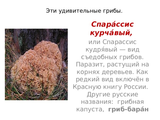 Эти удивительные грибы.   Спара́ссис курча́вый,  или Спарассис кудря́вый — вид съедобных грибов. Паразит, растущий на корнях деревьев. Как редкий вид включён в Красную книгу России. Другие русские названия: грибная капуста, гриб-бара́н 