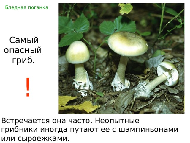 Бледная поганка  Самый  опасный  гриб. Встречается она часто. Неопытные грибники иногда путают ее с шампиньонами или сыроежками. ! 