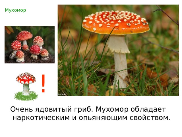 Мухомор ! Очень ядовитый гриб. Мухомор обладает  наркотическим и опьяняющим свойством. 