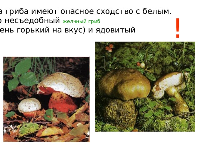 Два гриба имеют опасное сходство с белым. Это несъедобный желчный гриб  (очень горький на вкус) и ядовитый ! 