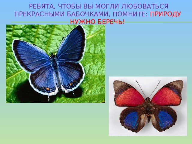  Ребята, чтобы вы могли любоваться прекрасными бабочками, помните: ПРИРОДУ НУЖНО БЕРЕЧЬ! 