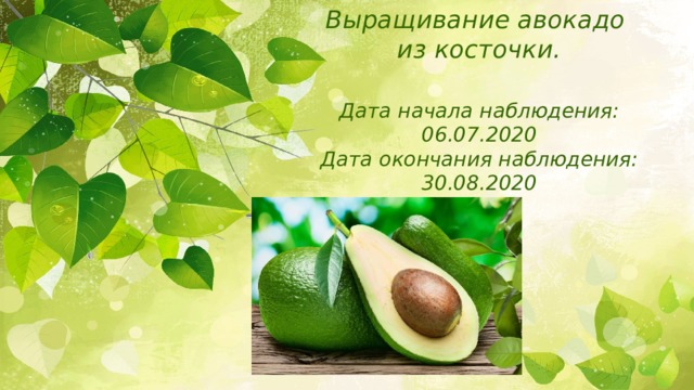 Выращивание авокадо  из косточки.   Дата начала наблюдения: 06.07.2020  Дата окончания наблюдения: 30.08.2020 