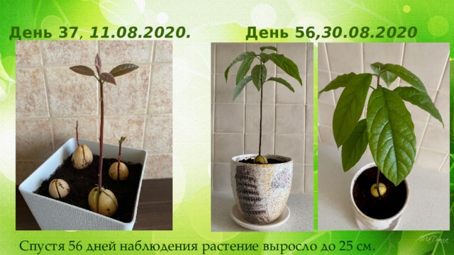 День 37 , 11.08.2020. День 56 ,30.08.2020  Спустя 56 дней наблюдения растение выросло до 25 см. 