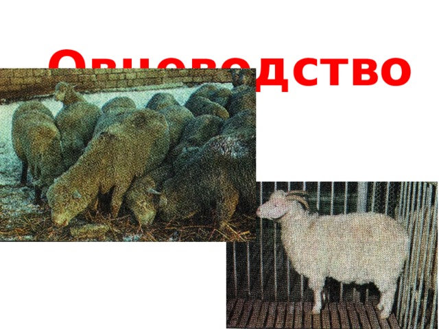 Овцеводство 