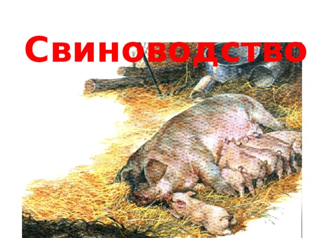 Свиноводство 