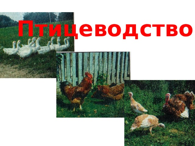 Птицеводство 
