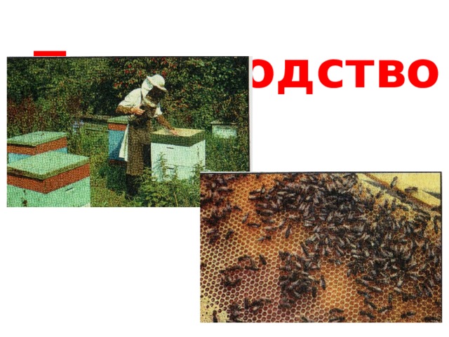 Пчеловодство 