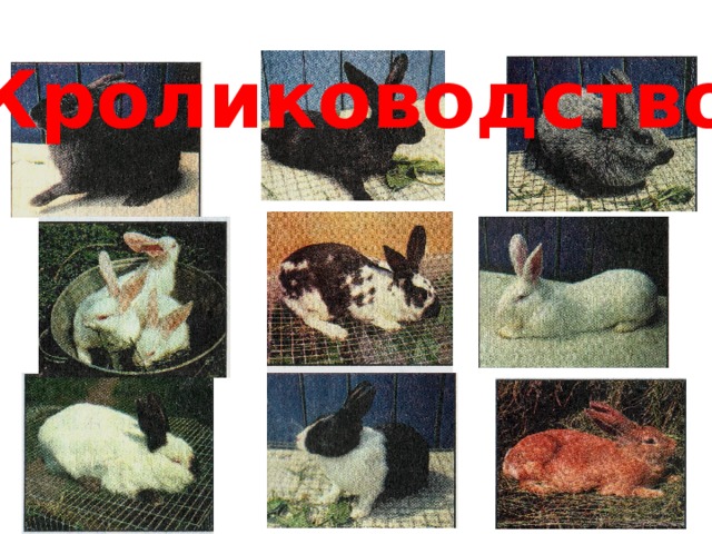 Кролиководство 
