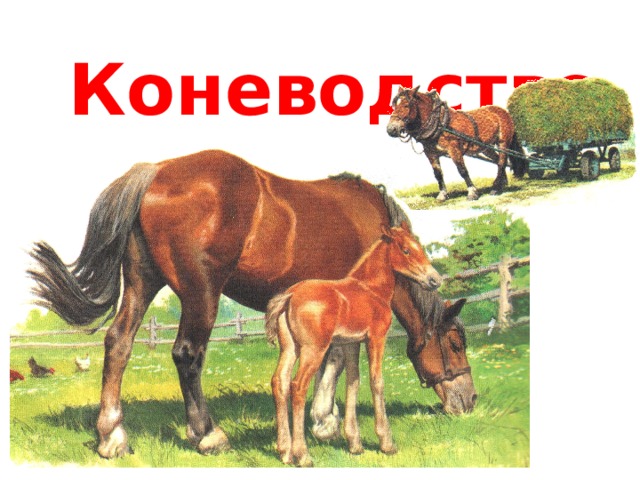 Коневодство 