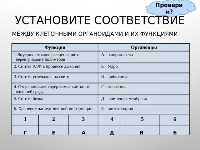 Проверим? Установите соответствие Между клеточными органоидами и их функциями Функции 1.Внутриклеточное расщепление и переваривание полимеров 2. Синтез АТФ в процессе дыхания 3. Синтез углеводов на свету Органоиды  А – хлоропласты 4. Отграничивает содержимое клетки от внешней среды  Б – Ядро 5. Синтез белка  В – рибосомы 6. Хранение наследственной информации  Г – лизосомы 1  Д – клеточная мембрана 2  Е – митохондрии 3 4 5 6 Проверка – триггер выноска-облако Г Е А Д В Б  