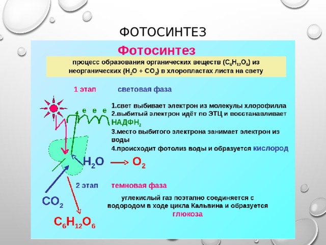 фотосинтез 