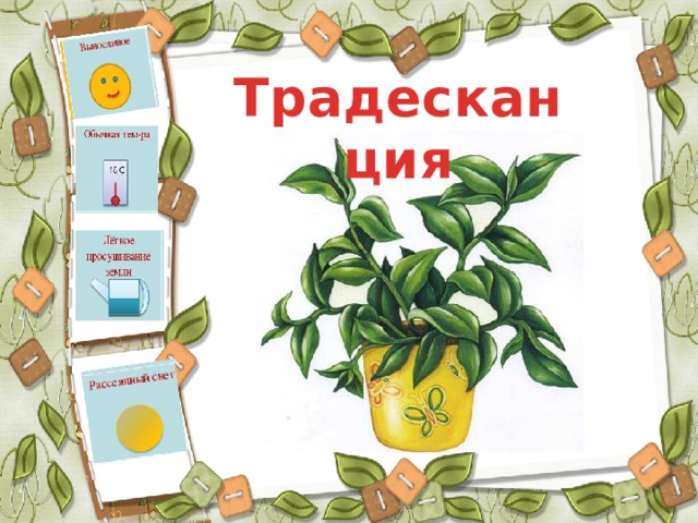 Традесканция 