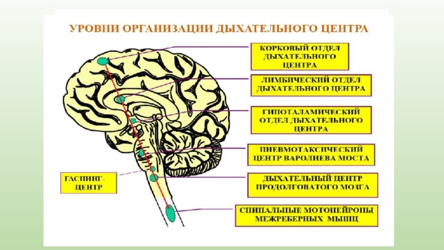 Средства влияющие на функции органов дыхания схема