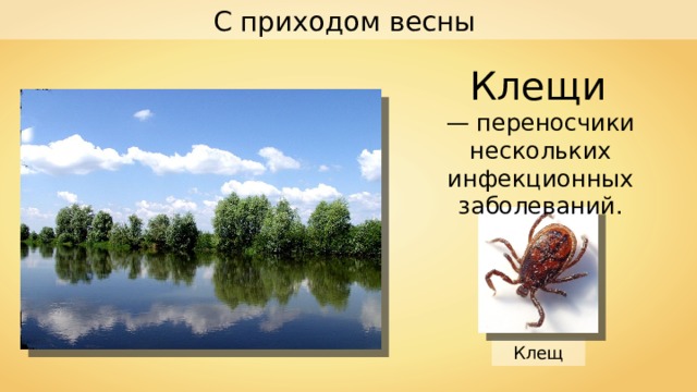 С приходом весны Клещи  — переносчики нескольких инфекционных заболеваний. Клещ 