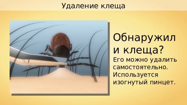 Удаление клеща Обнаружили клеща? Его можно удалить самостоятельно. Используется изогнутый пинцет. 